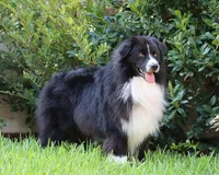 Ruby, a female Australian Shepherd for sale in Weatherford, TX – 8 of 10