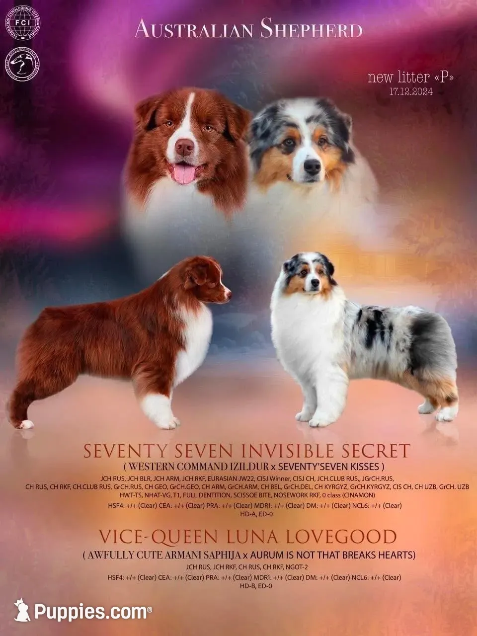 Jewel , a female Australian Shepherd for sale in Weatherford, TX – 10 of 10
