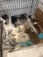 Ginger, a female Australian Shepherd for sale in Weatherford, TX – 9 of 10