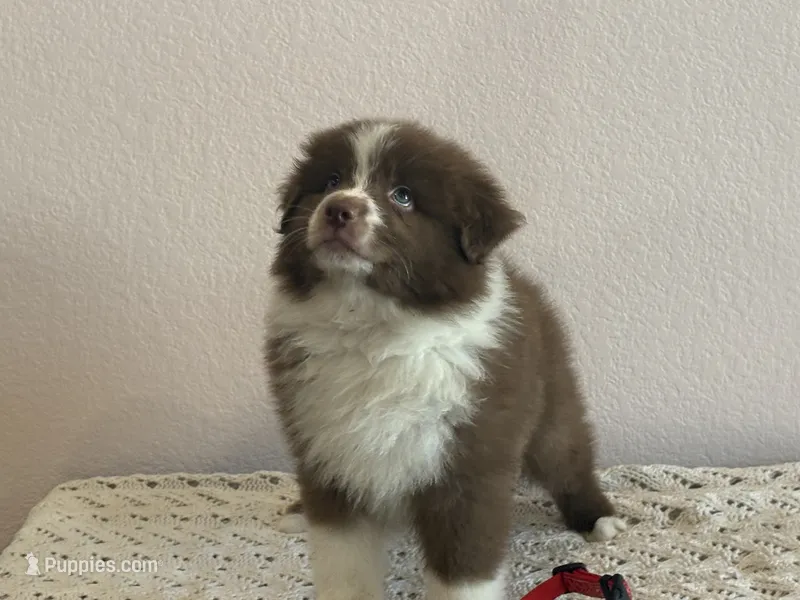 Ginger – Australian Shepherd puppy for sale in Weatherford, TX