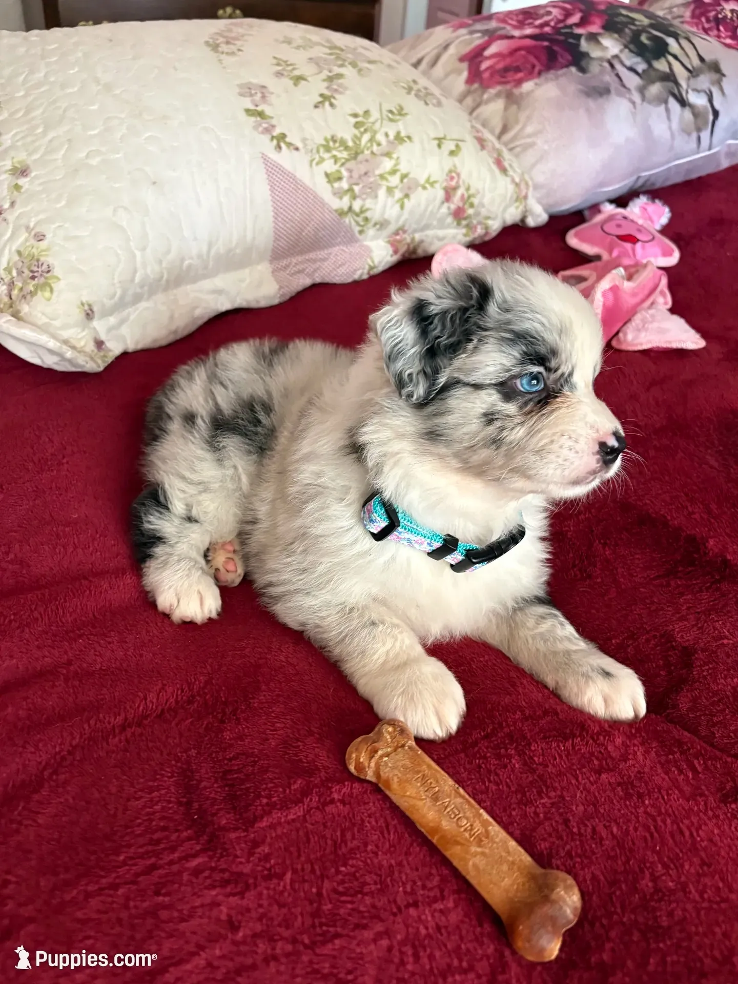 Jewel , a female Australian Shepherd for sale in Weatherford, TX – 2 of 10