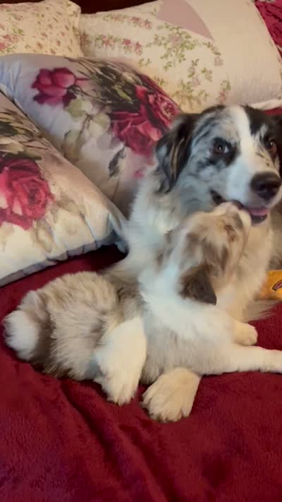 Ruby, a female Australian Shepherd for sale in Weatherford, TX – 10 of 10