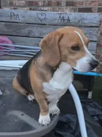 Bo, a male Beagle for sale in Mustang, OK – Photo 6 of 6