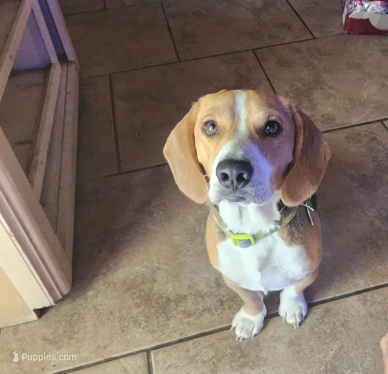 Bo – Beagle puppy for sale in Mustang, OK