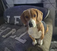 Bo, a male Beagle for sale in Mustang, OK – Photo 3 of 6