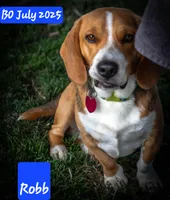 Bo, a male Beagle for sale in Mustang, OK – Photo 4 of 6