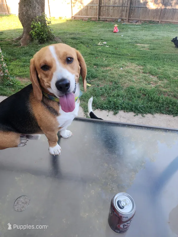 Bo – Beagle puppy for sale in Mustang, OK