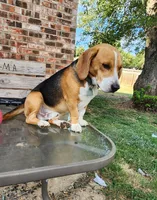 Bo, a male Beagle for sale in Mustang, OK – Photo 2 of 6