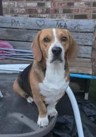 Bo, a male Beagle for sale in Mustang, OK – Photo 5 of 6