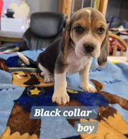 Black collar , a male Beagle for sale in Mustang, OK – Photo 9 of 10