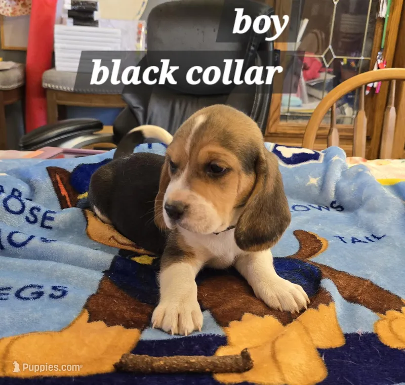 Black collar  – Beagle puppy for sale in Mustang, OK