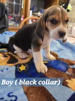 Black collar , a male Beagle for sale in Mustang, OK – Photo 8 of 10
