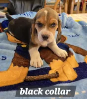 Black collar , a male Beagle for sale in Mustang, OK – Photo 3 of 10