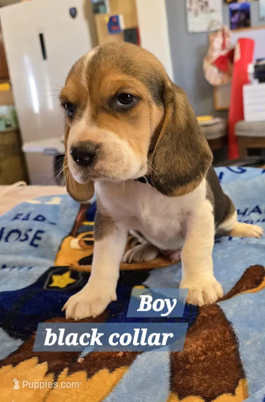 Black collar  – Beagle puppy for sale in Mustang, OK