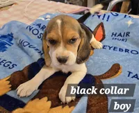 Black collar , a male Beagle for sale in Mustang, OK – Photo 4 of 10