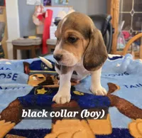 Black collar , a male Beagle for sale in Mustang, OK – Photo 7 of 10