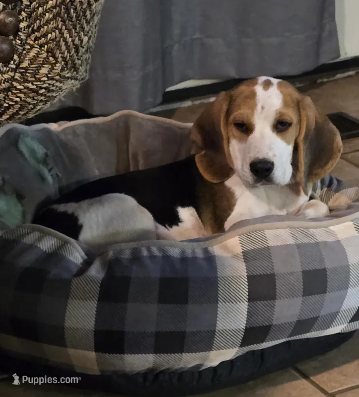 Andy – Beagle puppy for sale in Mustang, OK