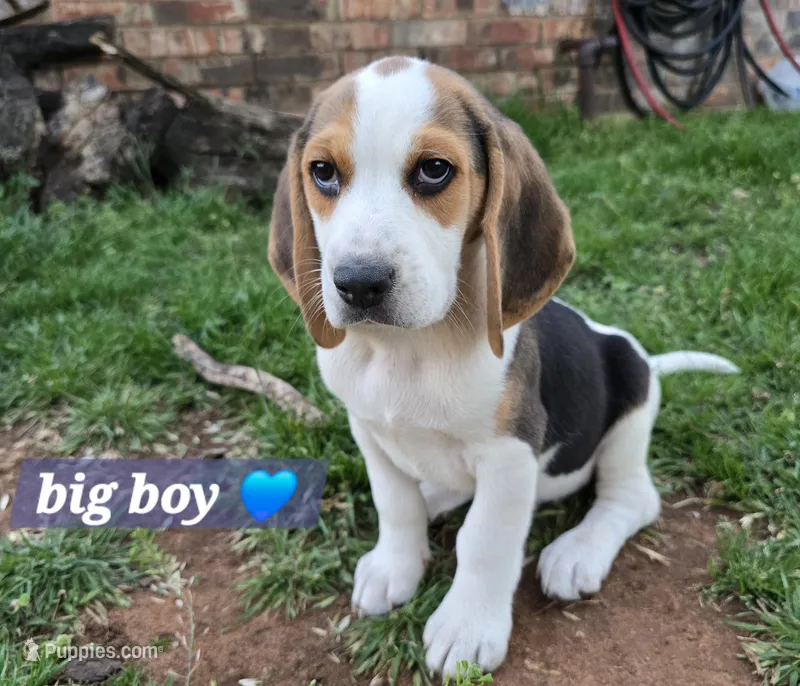 Blue collar  – Beagle puppy for sale in Mustang, OK