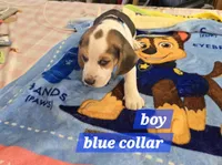 Blue collar , a male Beagle for sale in Mustang, OK – Photo 2 of 7