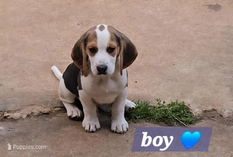 Blue collar  – Beagle puppy for sale in Mustang, OK