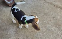 Green collar , a male Beagle for sale in Mustang, OK – Photo 10 of 10