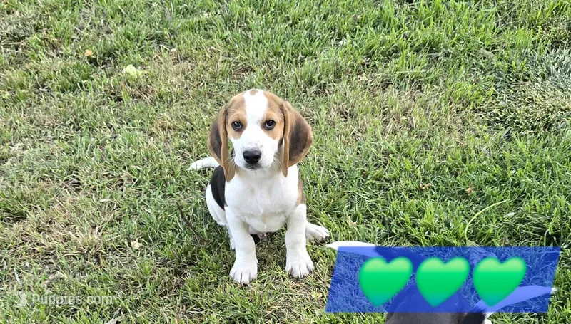 Green collar  – Beagle puppy for sale in Mustang, OK