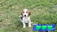 Andy, a male Beagle for sale in Mustang, OK – 4 of 10