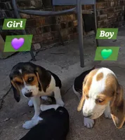 Green collar , a male Beagle for sale in Mustang, OK – Photo 6 of 10