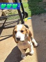 Green collar , a male Beagle for sale in Mustang, OK – Photo 5 of 10
