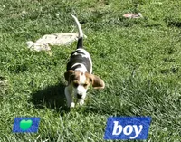 Green collar , a male Beagle for sale in Mustang, OK – Photo 4 of 10