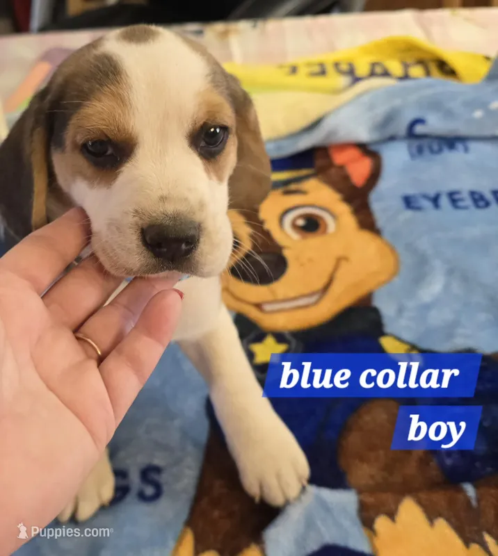 Blue collar  – Beagle puppy for sale in Mustang, OK