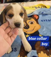 Blue collar , a male Beagle for sale in Mustang, OK – Photo 1 of 7