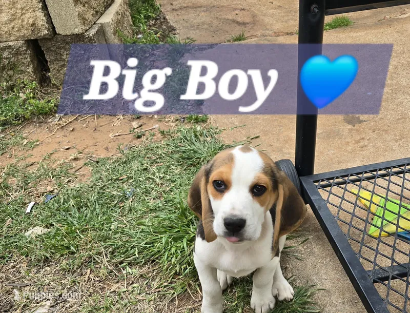 Blue collar  – Beagle puppy for sale in Mustang, OK