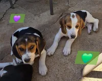 Green collar , a male Beagle for sale in Mustang, OK – Photo 3 of 10