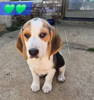 Green collar , a male Beagle for sale in Mustang, OK – Photo 2 of 10