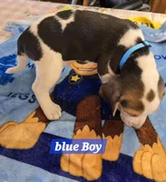 Blue collar , a male Beagle for sale in Mustang, OK – Photo 6 of 7
