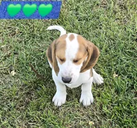 Andy, a male Beagle for sale in Mustang, OK – 10 of 10