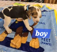 Blue collar , a male Beagle for sale in Mustang, OK – Photo 3 of 7