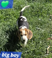 Green collar , a male Beagle for sale in Mustang, OK – Photo 7 of 10