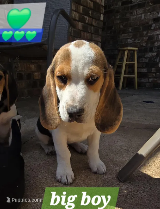Green collar  – Beagle puppy for sale in Mustang, OK
