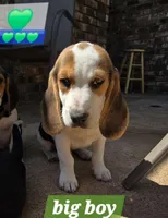 Green collar , a male Beagle for sale in Mustang, OK – Photo 1 of 10