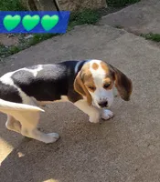 Green collar , a male Beagle for sale in Mustang, OK – Photo 8 of 10