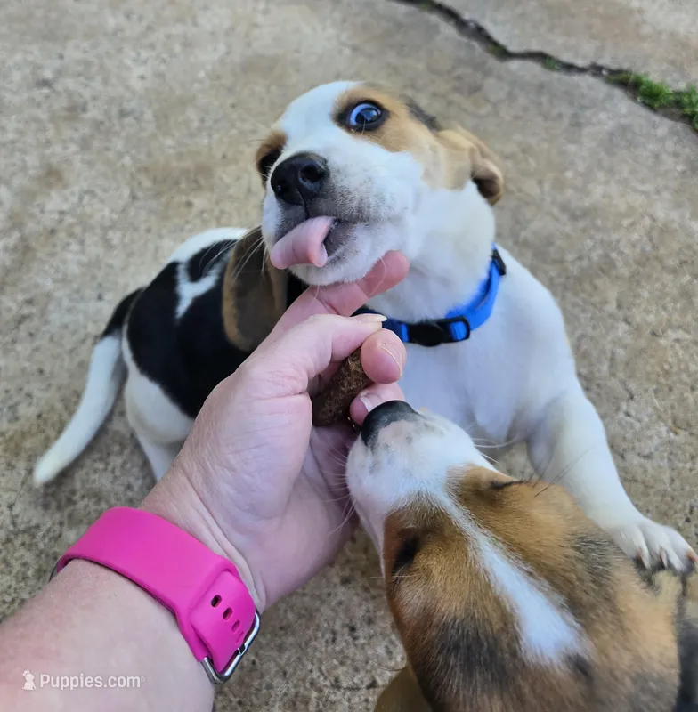 Blue collar  – Beagle puppy for sale in Mustang, OK