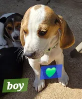 Green collar , a male Beagle for sale in Mustang, OK – Photo 9 of 10