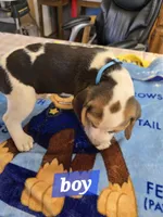 Blue collar , a male Beagle for sale in Mustang, OK – Photo 7 of 7