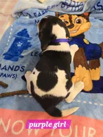 Blue collar , a male Beagle for sale in Mustang, OK – Photo 4 of 7