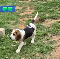Andy, a male Beagle for sale in Mustang, OK – 6 of 10