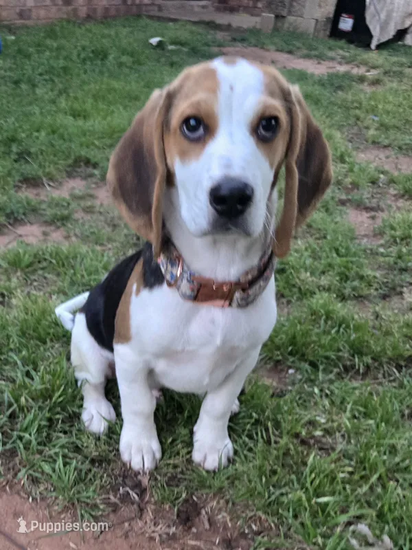 Andy – Beagle puppy for sale in Mustang, OK