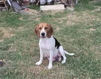 Sadie , a female Beagle for sale in Mustang, OK – Photo 4 of 10
