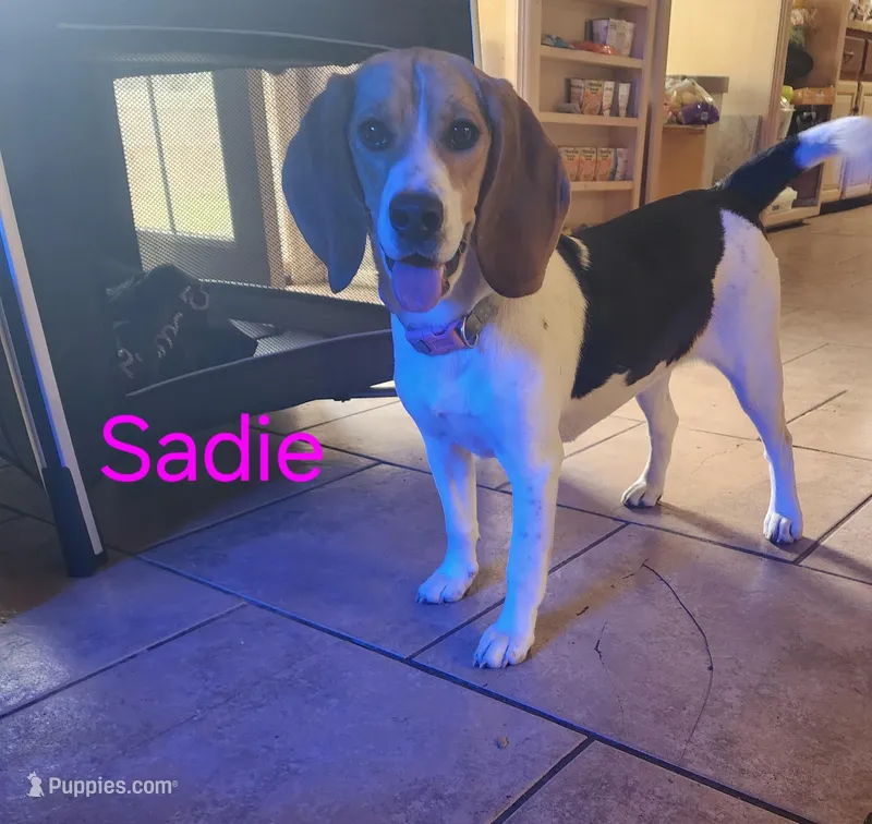 Sadie  – Beagle puppy for sale in Mustang, OK